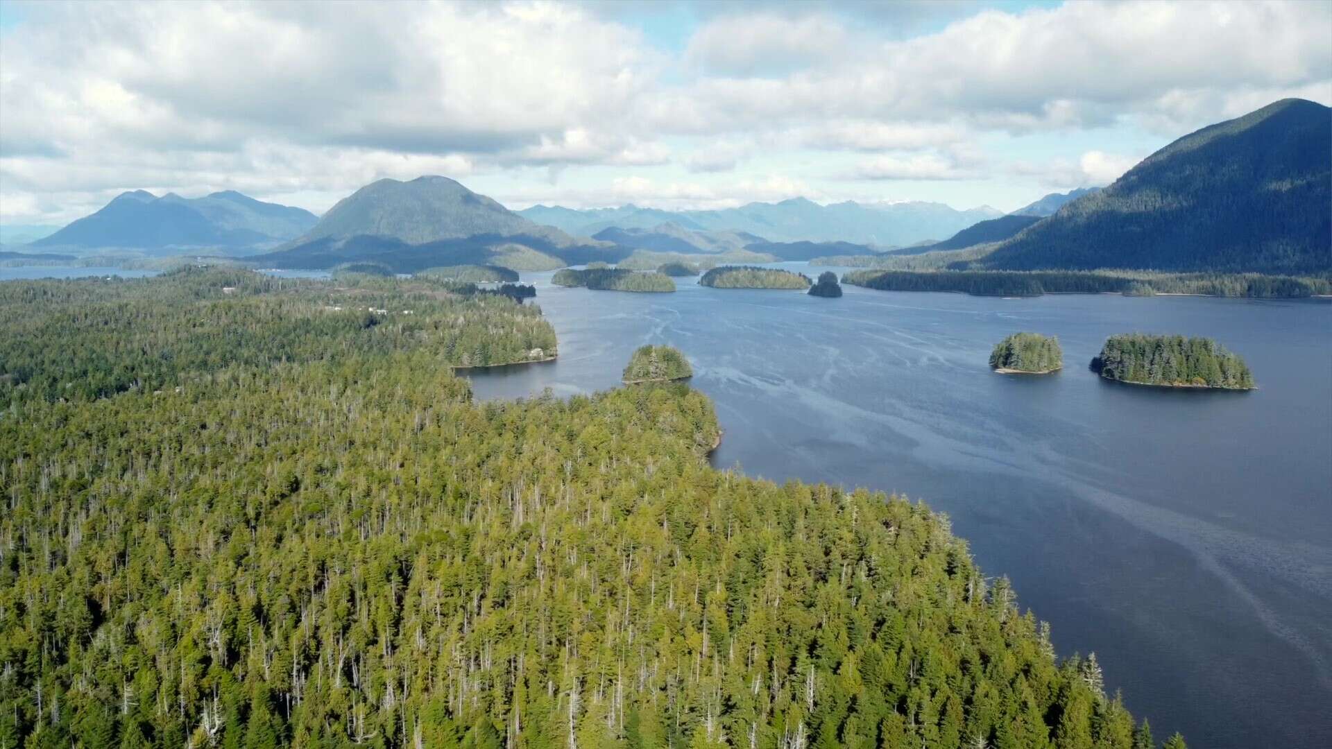 Join Us For The Clayoquot Sound Unesco Biosphere Region Bioblitz 