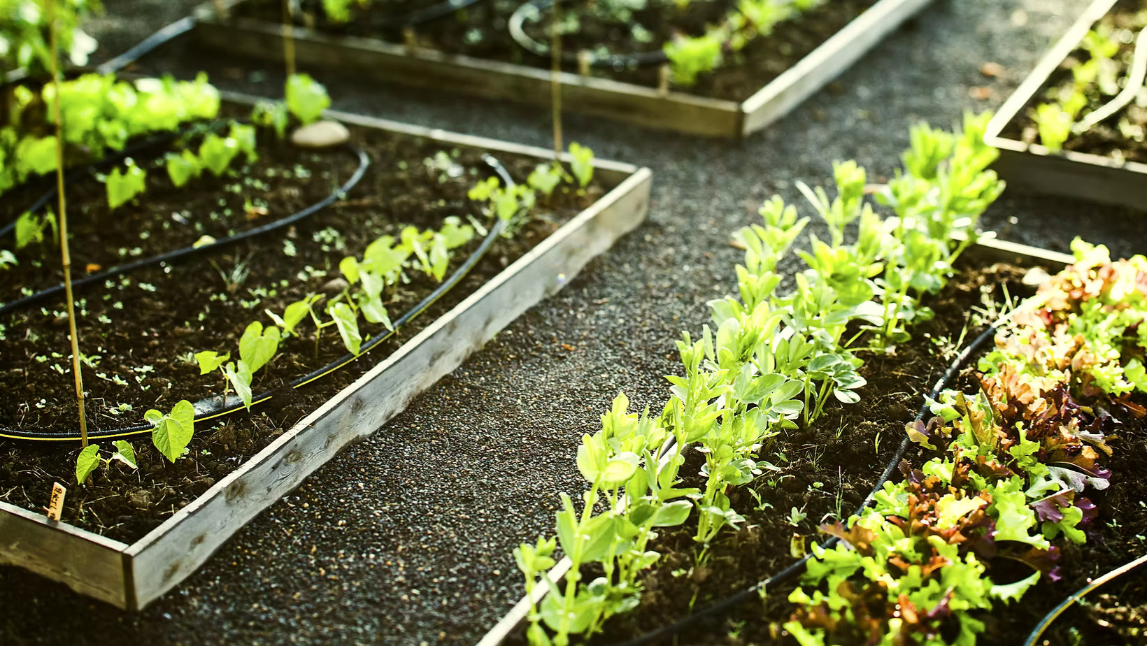 Eat West Coast Fall Food Update Clayoquot Biosphere Trust