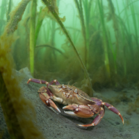Research and Environment Grants Clayoquot Biosphere Trust