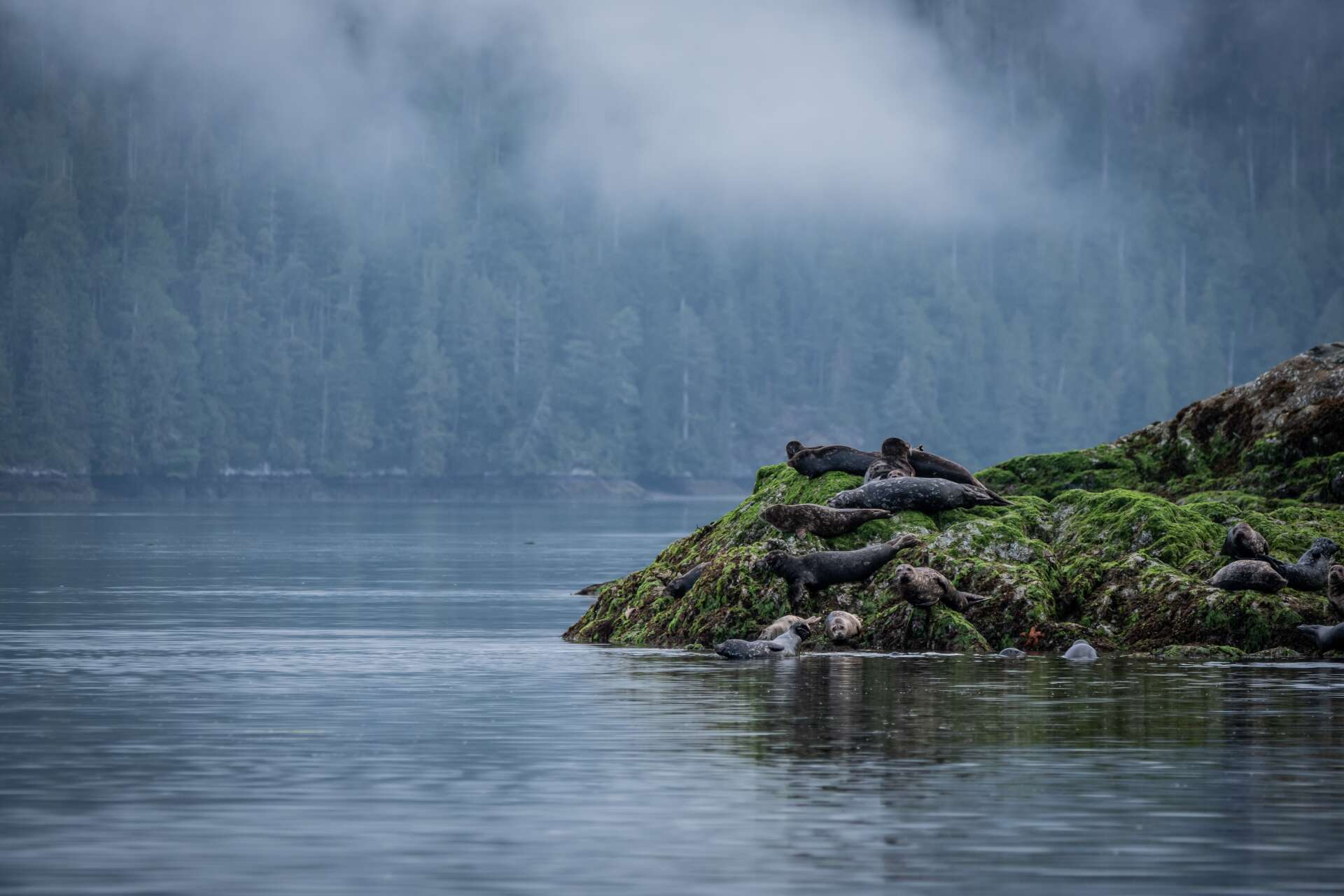Clayoquot Sound Biosphere Region Clayoquot Biosphere Trust Marcie Callewaert