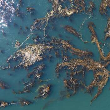 Biosphere Research Awards Clayoquot Biosphere Trust